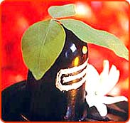 Mahashivratri - Belpatra on shivling Mahashivratri - Belpatra on shivling